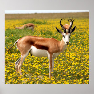 Poster Gazelle dans le pré