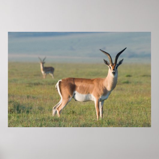 Poster Gazelle de Grant, cratère de Ngorongoro, Ngorongor (Devant)