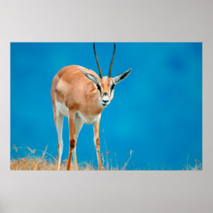 Poster Gazelle de Grant (Gazella Granti) Ewe Portrait