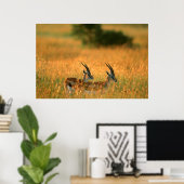 Poster Gazelle de Thomson (Bureau à domicile)