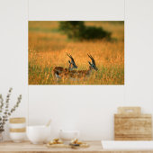 Poster Gazelle de Thomson (Cuisine)