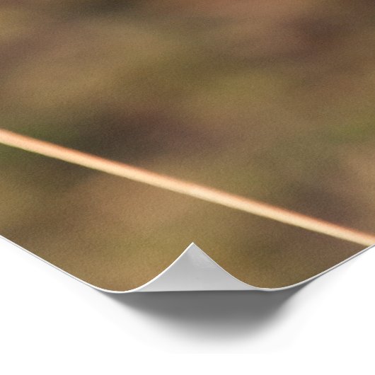 Poster Gazelle Graze (Coin)