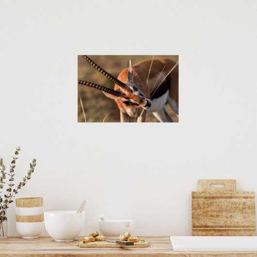 Poster Gazelle Graze (Cuisine)