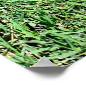 Poster Gazon vibrant de couleur verte (Coin)