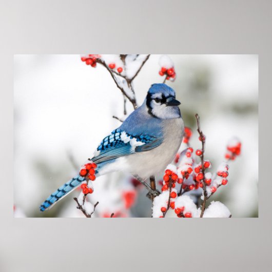 Poster Geai bleu dans l'aubépine d'hiver commun (Devant)