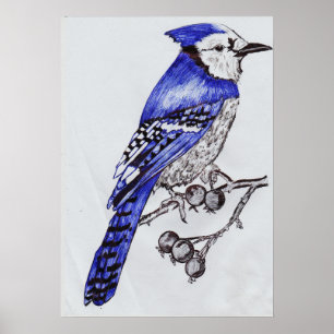 Poster Geai bleu dessiné à la main Art de la nature à l