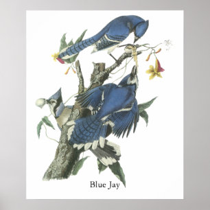Poster Geai bleu, John Audubon