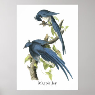 Poster Geai de pie, John Audubon
