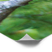 Poster Geai de Steller (Coin)