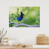 Poster Geai de Steller (Cuisine)