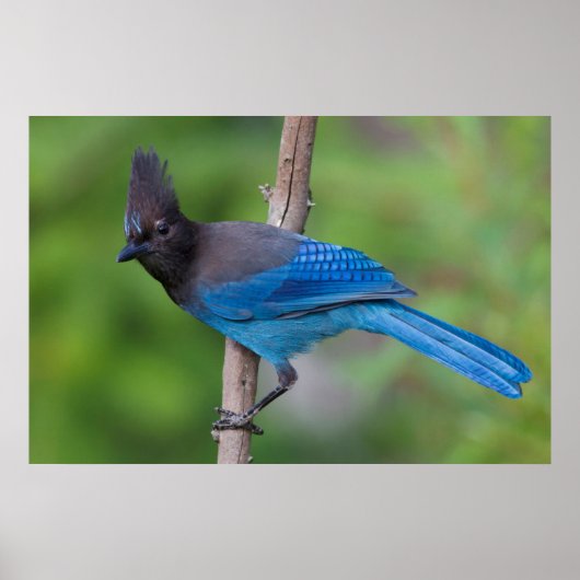 Poster Geai de Steller 1 (Devant)