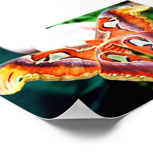 Poster Géant Atlas Moth (Coin)