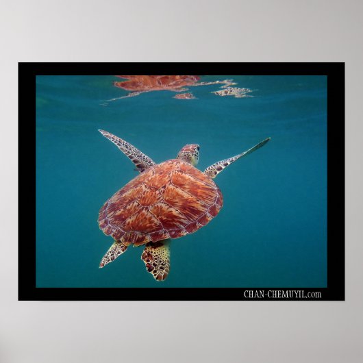 Poster géant de la tortue de mer (Devant)