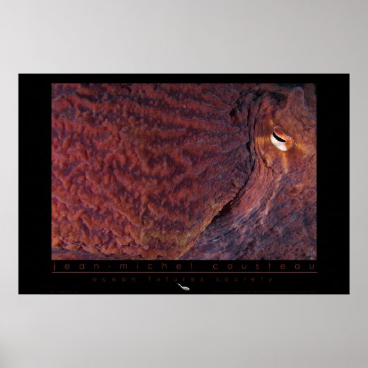 Poster géant de poulpe du Pacifique (Devant)