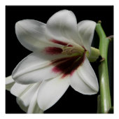 Poster Géant Himalaya Lily Photo Glossy (Devant)