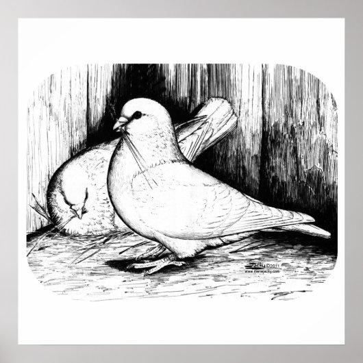 Poster Géant Runt Pigeons (Devant)