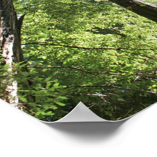 Poster "Géants", Muir Woods (Coin)