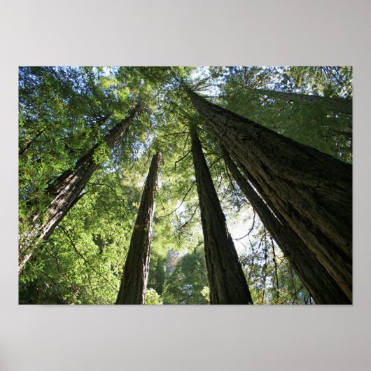 Poster "Géants", Muir Woods (Devant)