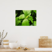 Poster Gecko (Cuisine)