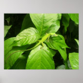 Poster Gecko (Devant)