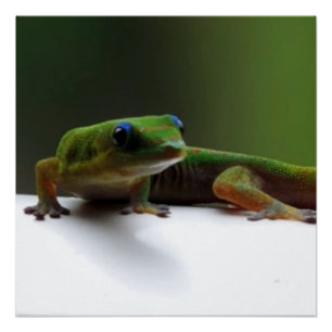 Poster Gecko