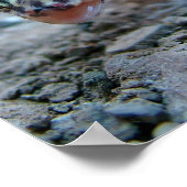 Poster Gecko Bandré Licking Eye (Coin)