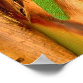 Poster Gecko Gold Dust (Coin)