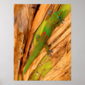 Poster Gecko Gold Dust (Devant)
