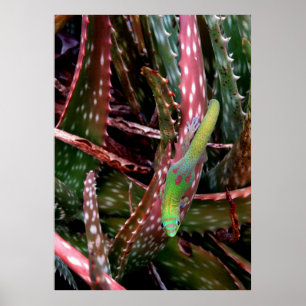 Poster Gecko Gold Dust Day