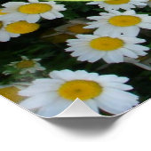 Poster Gecko hawaïen (Coin)