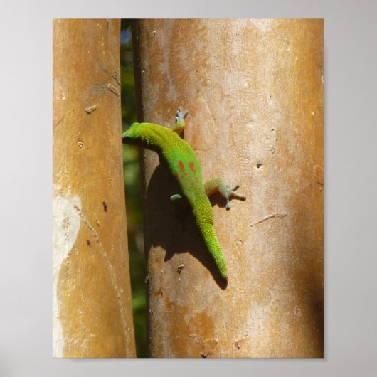 Poster Gecko hawaïen sur goyave (Devant)