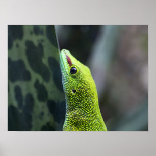 Poster Gecko malgache