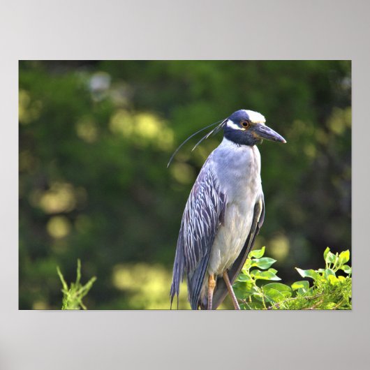 Poster Geelkruinreiger (Voorkant)
