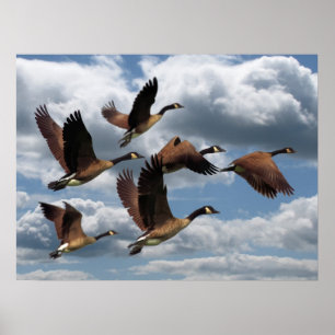 POSTER GEESE