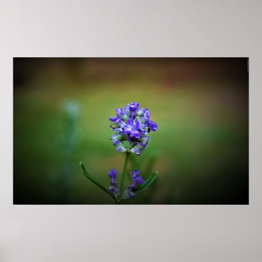 Poster Gel hivernal, (Devant)