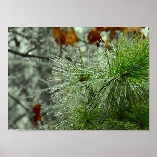 Poster Gel hivernal, (Devant)