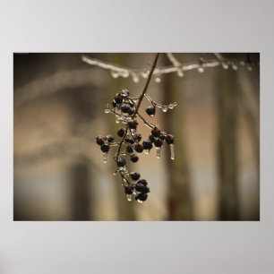 Poster Gel hivernal,