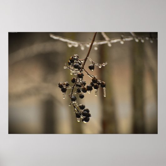 Poster Gel hivernal, (Devant)