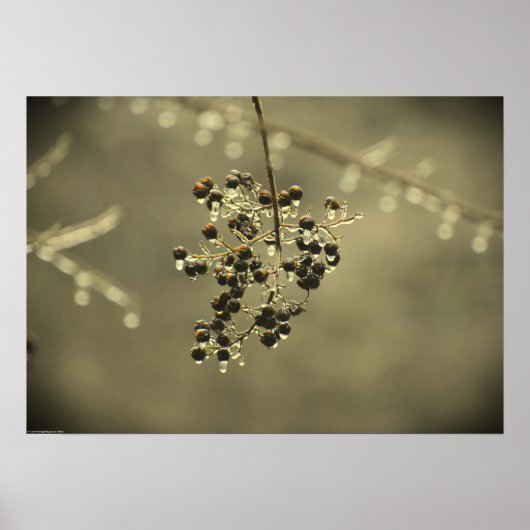 Poster Gel hivernal, (Devant)