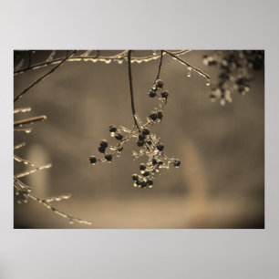 Poster Gel hivernal,