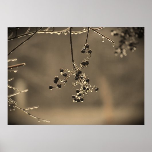 Poster Gel hivernal, (Devant)