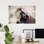 Poster Gelada Baboon, Éthiopie (Bureau à domicile)