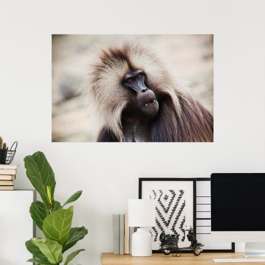 Poster Gelada Baboon, Éthiopie (Bureau à domicile)