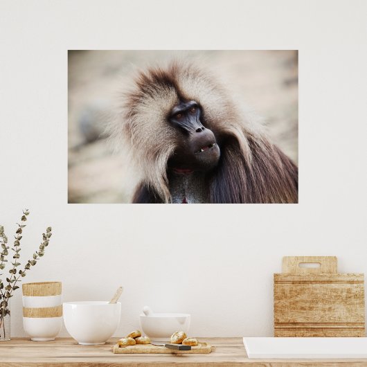 Poster Gelada Baboon, Éthiopie (Cuisine)
