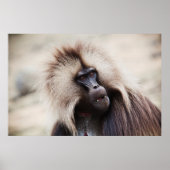 Poster Gelada Baboon, Éthiopie (Devant)