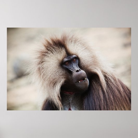 Poster Gelada Baboon, Éthiopie (Devant)