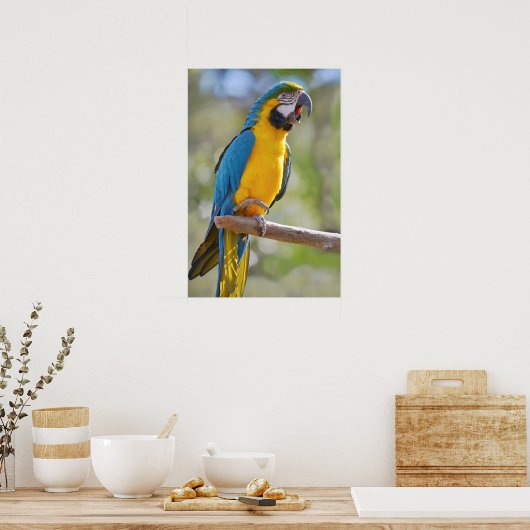 Poster Gelbbrustara macaw sur perche (Cuisine)