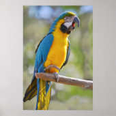 Poster Gelbbrustara macaw sur perche (Devant)