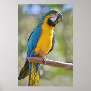 Poster Gelbbrustara macaw sur perche