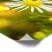 Poster Gelber Traum der Natur (Coin)